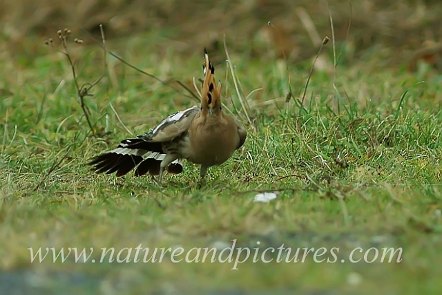 hoopoe, hoopoes, bird-4.jpg - FELICIA THE HOOPOE - FELICIA PARK FARM, GOSPORT - 2006